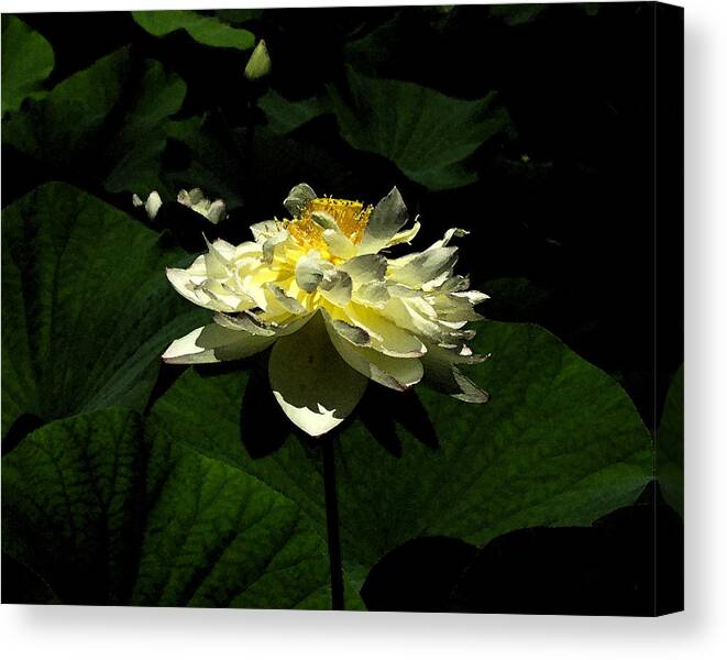 Plants Canvas Print featuring the digital art Lotus in sunlight by John Freidenberg