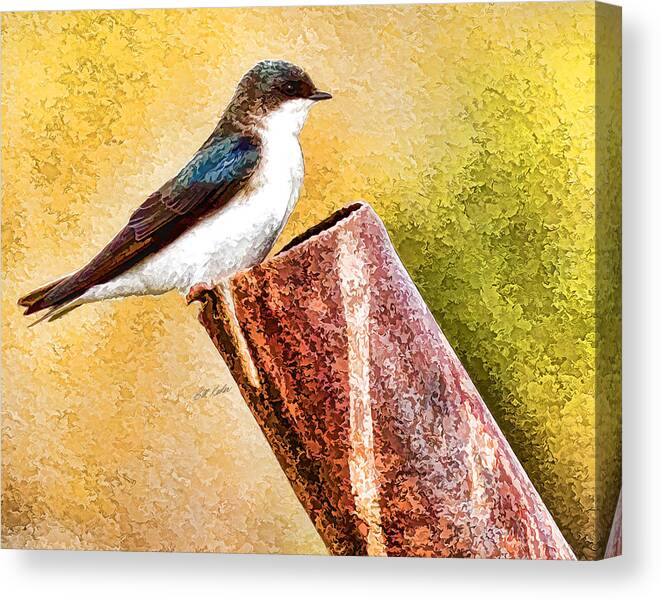 Bill Kesler Photography Canvas Print featuring the photograph Male Tree Swallow No. 2 by Bill Kesler