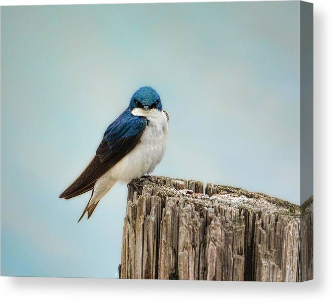 Bird Canvas Print featuring the photograph Perched and Waiting by Jai Johnson