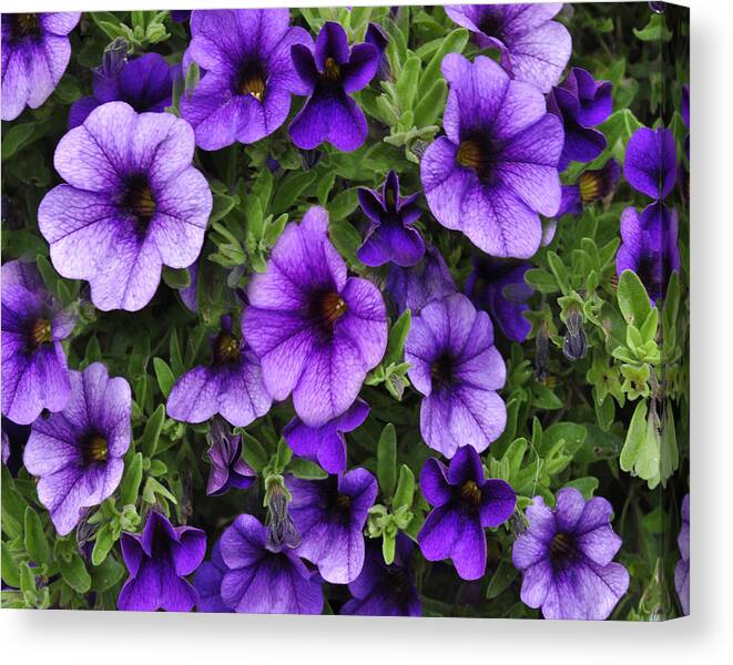 Flowers Canvas Print featuring the photograph Purple Morning Glories by Vicki Lea Eggen