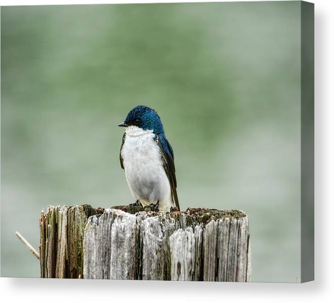 Bird Canvas Print featuring the photograph Resting Swallow by Jai Johnson