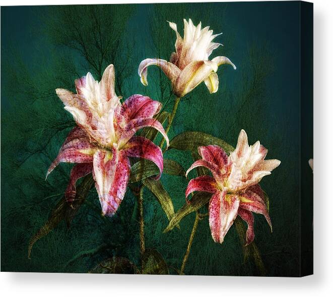 Rose Lily Art Canvas Print featuring the photograph Rose Lily Number Three by Bob Coates