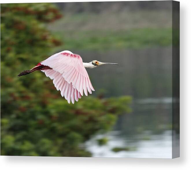 Audubon Canvas Print featuring the photograph Roseate Spoonbill in Flight by Dawn Currie