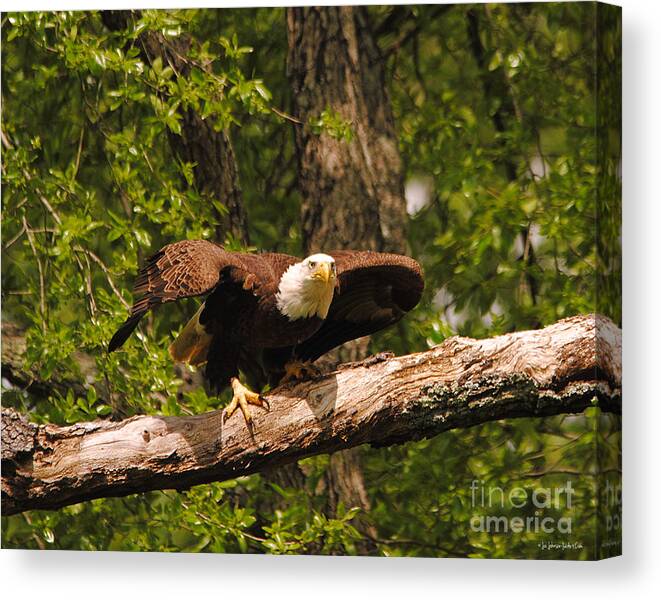 Bald Eagle Canvas Print featuring the photograph Take Off I by Jai Johnson