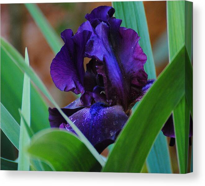 Beautiful Canvas Print featuring the photograph Dark Purple Iris by Jai Johnson