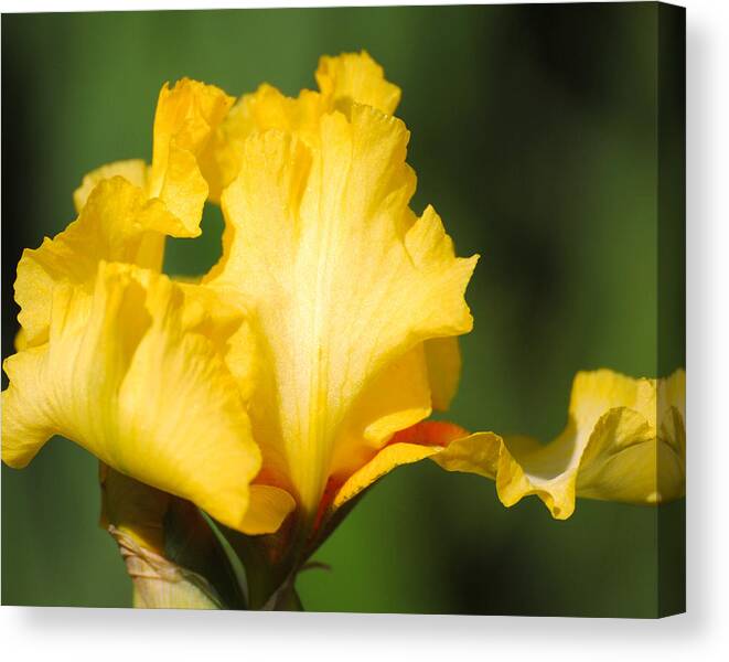Beautiful Iris Canvas Print featuring the photograph Yellow and White Iris by Jai Johnson