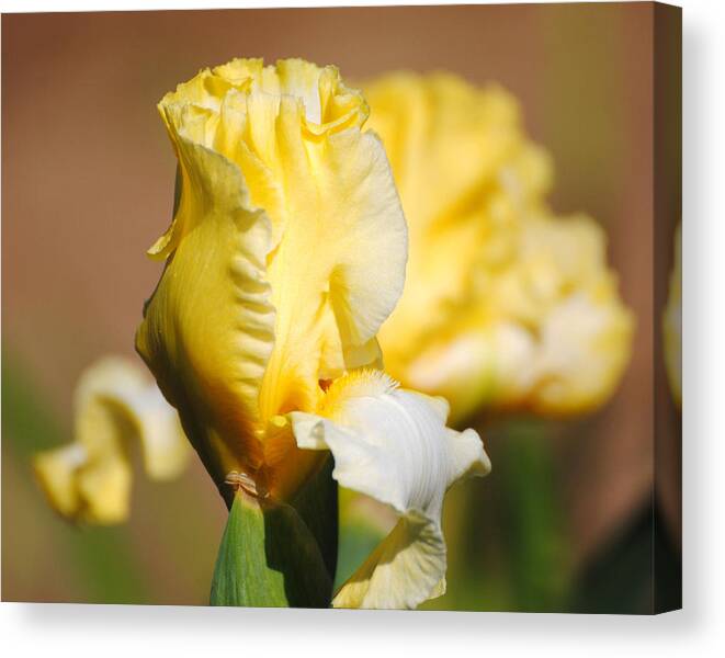 Beautiful Iris Canvas Print featuring the photograph Yellow and White Iris by Jai Johnson
