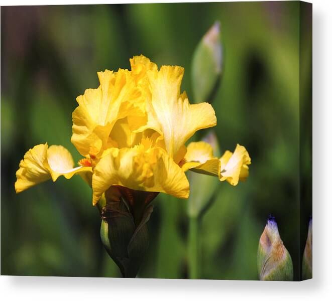 Beautiful Iris Canvas Print featuring the photograph Yellow and White Iris #3 by Jai Johnson