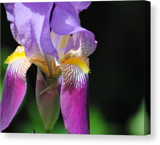 Beautiful Iris Canvas Print featuring the photograph Brilliant Purple Iris Flower II by Jai Johnson