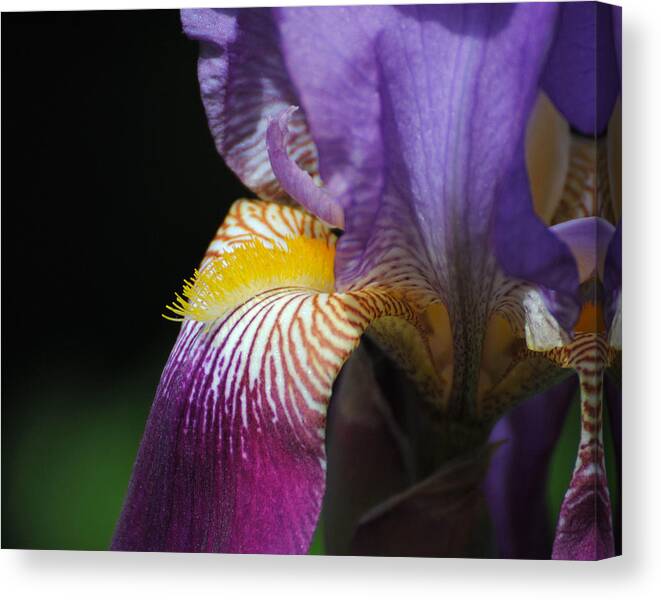Beautiful Iris Canvas Print featuring the photograph Brilliant Purple Iris Flower III by Jai Johnson