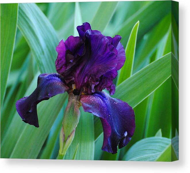 Beautiful Canvas Print featuring the photograph Dark Purple Iris by Jai Johnson