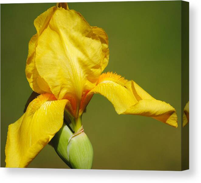 Beautiful Iris Canvas Print featuring the photograph Golden Yellow Iris by Jai Johnson