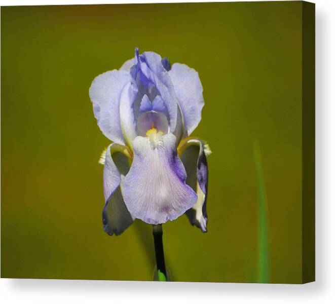 Beautiful Iris Canvas Print featuring the photograph Lilac Blue Iris Flower II by Jai Johnson