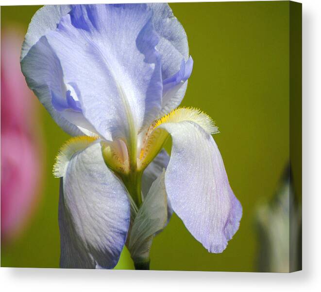 Beautiful Iris Canvas Print featuring the photograph Lilac Blue Iris Flower III by Jai Johnson
