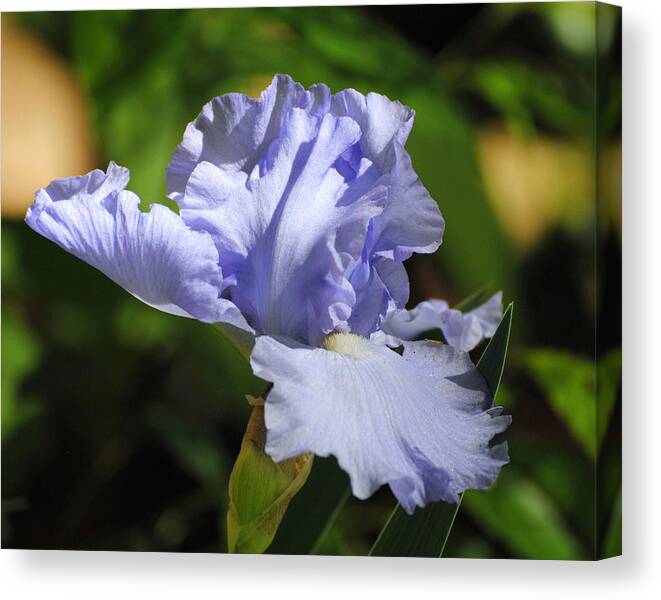 Beautiful Iris Canvas Print featuring the photograph Lilac Blue Iris Flower by Jai Johnson