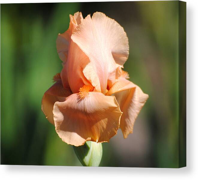 Beautiful Iris Canvas Print featuring the photograph Peach Iris Flower II by Jai Johnson