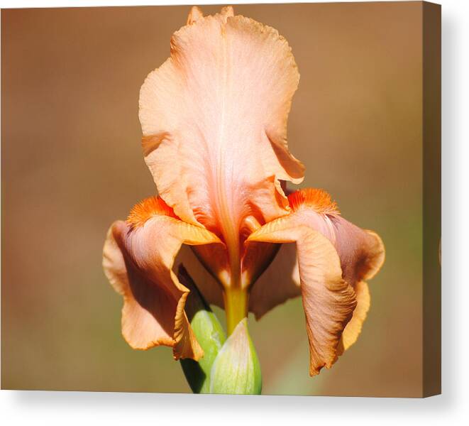 Beautiful Iris Canvas Print featuring the photograph Peach Iris Flower by Jai Johnson