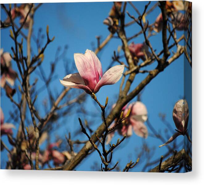 Flower Canvas Print featuring the photograph Pink Magnolia Flower by Jai Johnson