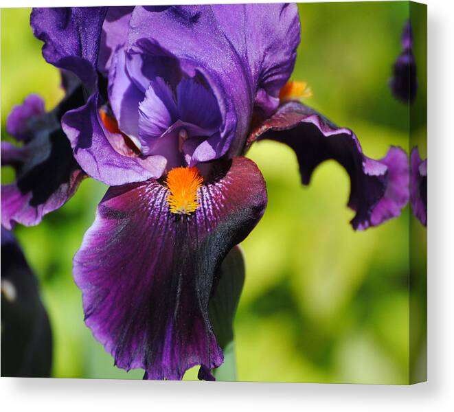 Beautiful Iris Canvas Print featuring the photograph Purple and Orange Iris II by Jai Johnson