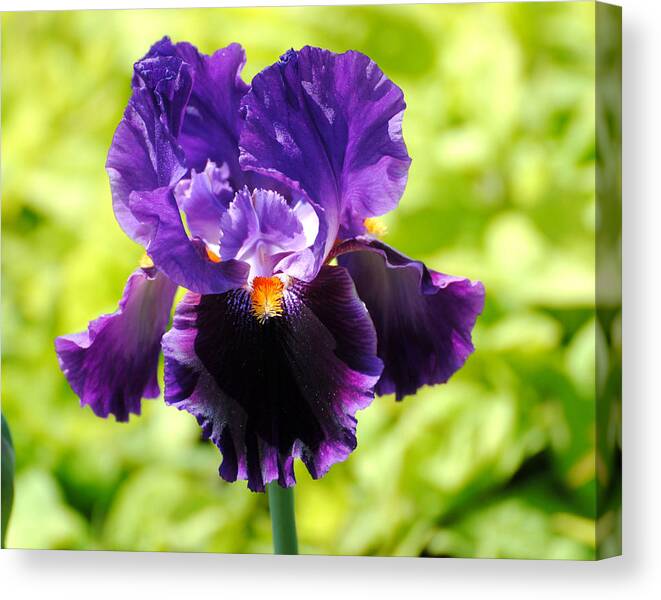 Flower Canvas Print featuring the photograph Purple and Orange Iris by Jai Johnson