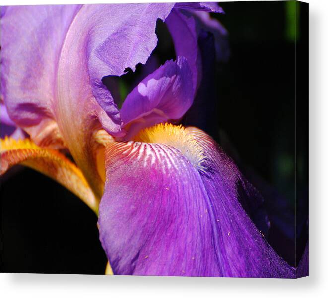 Beautiful Iris Canvas Print featuring the photograph Purple and Yellow Iris Close Up II by Jai Johnson