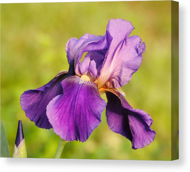 Beautiful Iris Canvas Print featuring the photograph Purple and Yellow Iris by Jai Johnson