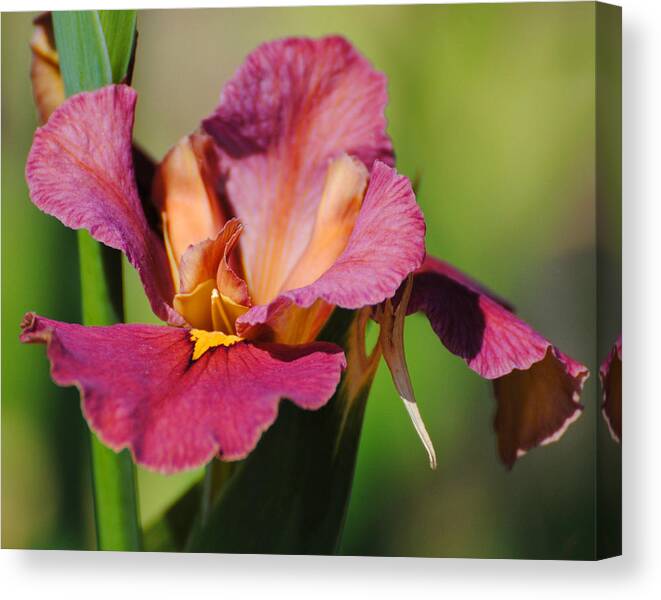 Beautiful Canvas Print featuring the photograph Red Iris by Jai Johnson