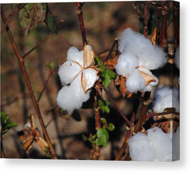 Brown Canvas Print featuring the photograph Tennessee Cotton I by Jai Johnson