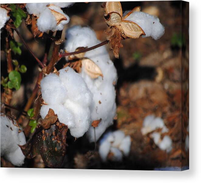 Brown Canvas Print featuring the photograph Tennessee Cotton II by Jai Johnson