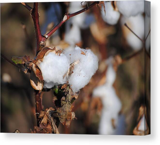 Brown Canvas Print featuring the photograph Tennessee Cotton IV by Jai Johnson