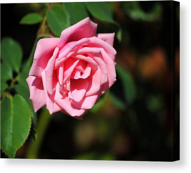 Autumn Canvas Print featuring the photograph The Last Rose by Jai Johnson