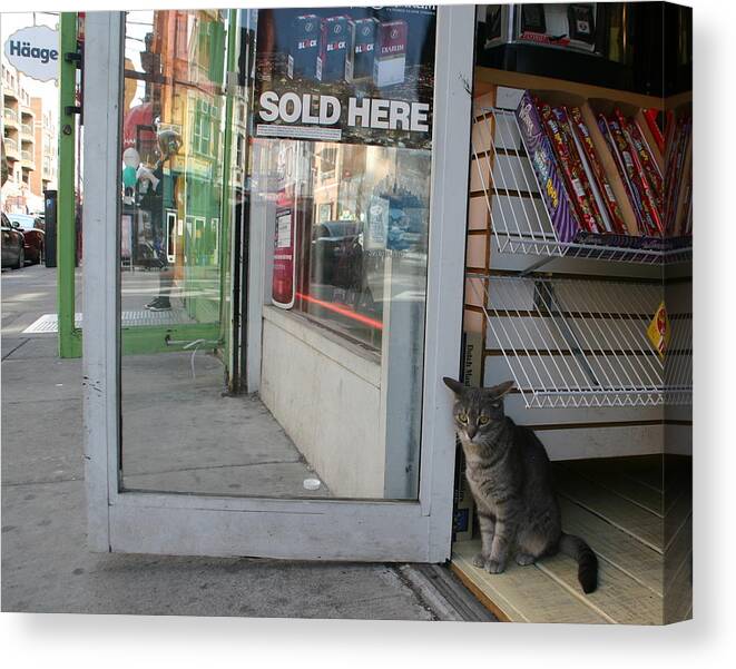 Cat Canvas Print featuring the photograph Waiting by Maggie McLaughlin