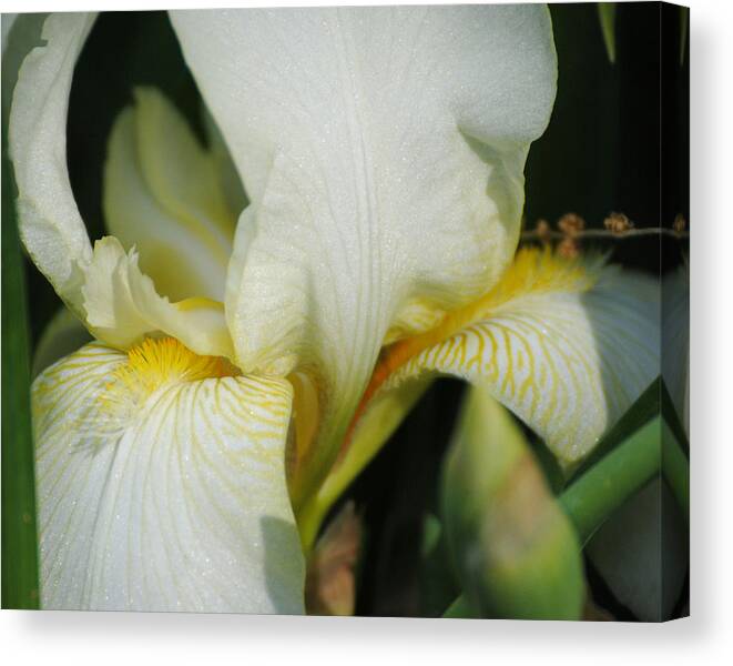 Beautiful Iris Canvas Print featuring the photograph White Iris by Jai Johnson