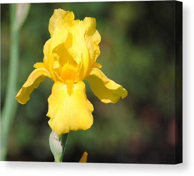 Flower Canvas Print featuring the photograph Yellow Iris by Jai Johnson