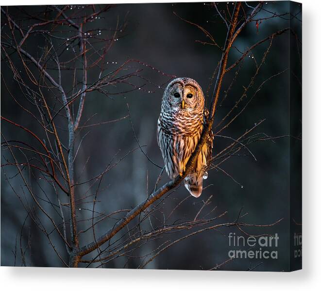 Bailey Island Canvas Print featuring the photograph Barred Owl #1 by Benjamin Williamson