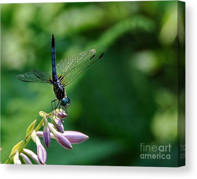 Dragonfly Canvas Print featuring the photograph Dragonfly 2 #1 by Edward Sobuta
