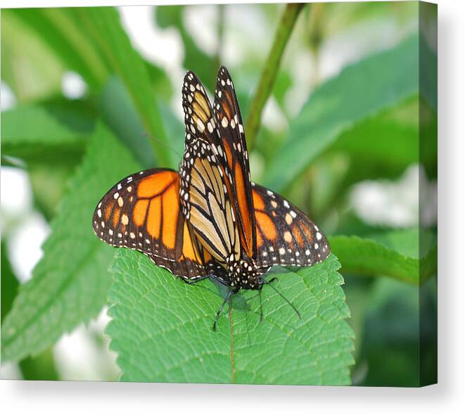 Nature Canvas Print featuring the photograph Beautiful Monarchs by Classic Color Creations