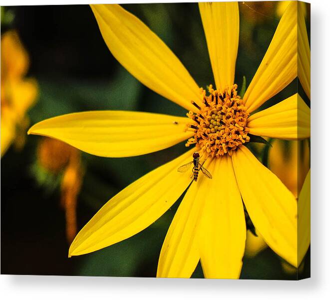 Yellow Canvas Print featuring the photograph Blending In by Jessica Fronabarger