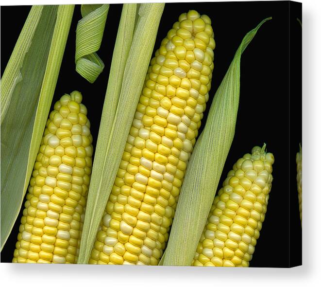 Corn Canvas Print featuring the photograph Corn on the Cob I by Tom Mc Nemar