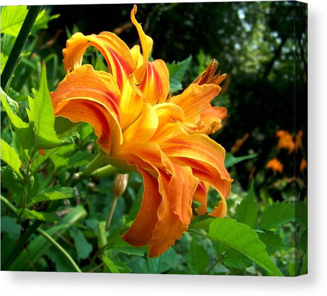 Flower Canvas Print featuring the photograph Double Blossom Orange Lily by Jai Johnson