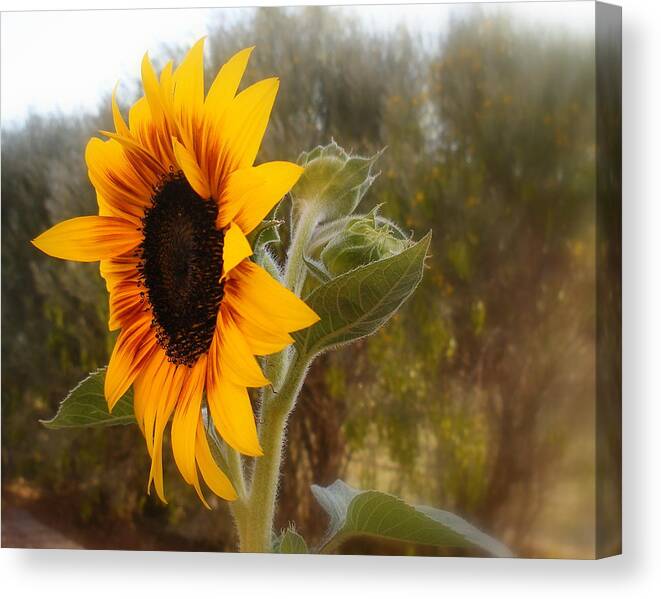 Sunflower Canvas Print featuring the photograph Glorious Sunflower by Lessandra Grimley