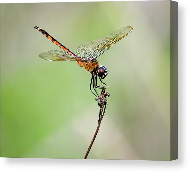 Beautiful Canvas Print featuring the photograph Golden Dragonfly II by Dawn Currie