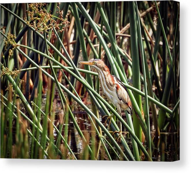 Beauty Canvas Print featuring the photograph In My Element by Dawn Currie