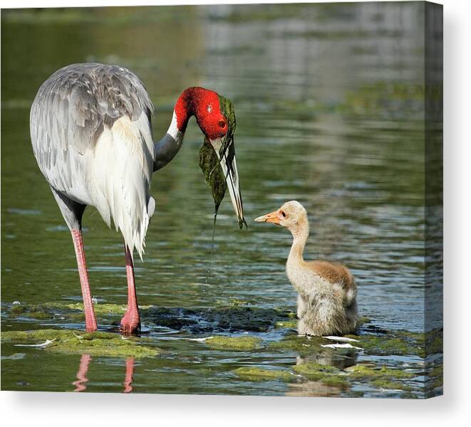 America Canvas Print featuring the photograph Lesson in Foraging by Dawn Currie