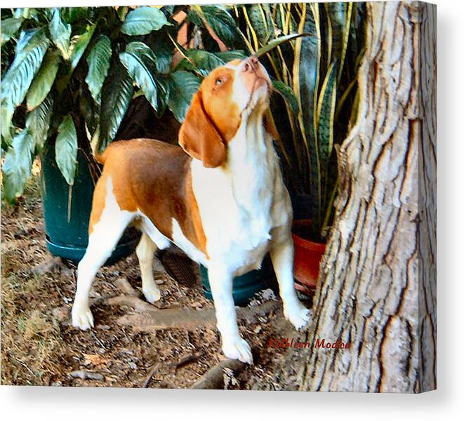 Beagle Art Paintings Canvas Print featuring the photograph Looking for Squirrels by Kathleen Modica