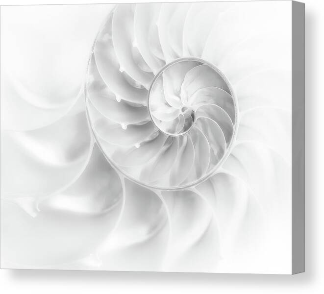 Abstract Canvas Print featuring the photograph Nautilus Shell in High Key by Tom Mc Nemar