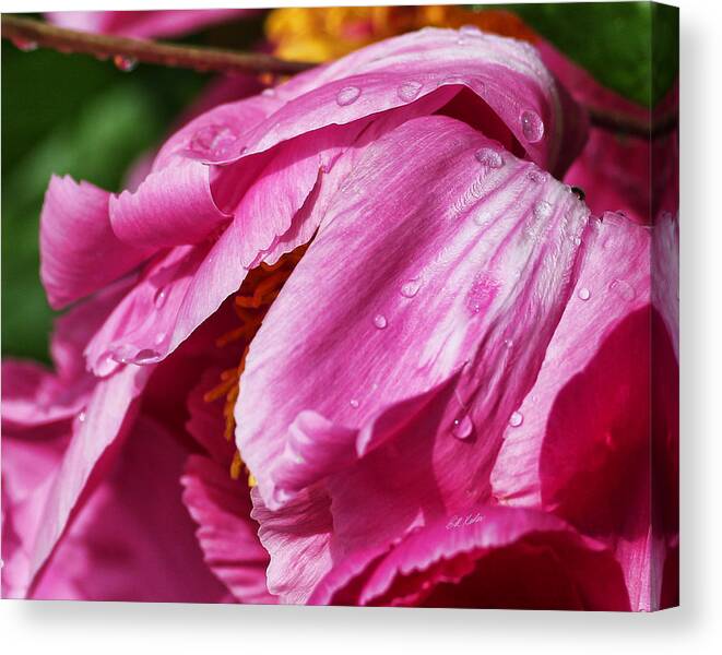 Bill Kesler Photography Canvas Print featuring the photograph Pink Delight by Bill Kesler
