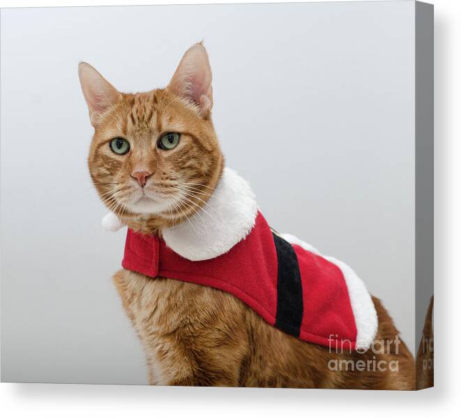 Red Tubby Cat Photograph Canvas Print featuring the photograph Red Tubby Cat Tabasco Santa Clause by Irina ArchAngelSkaya