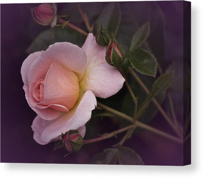 Rose Canvas Print featuring the photograph Rosey Tuesday by Richard Cummings