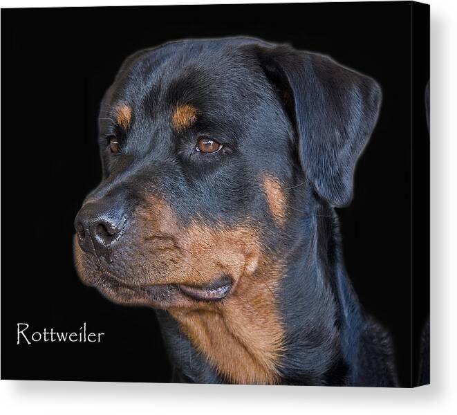 Rottweiler Canvas Print featuring the photograph Rottweiler by Larry Linton